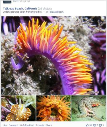 Using a visually interesting image, this status update show my underwater photography hobby and encourages engagement.
